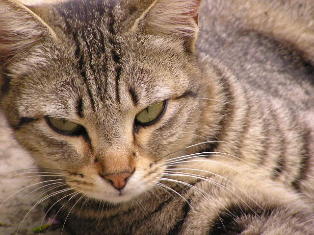 cica1 (5).jpg, 2004-07-28, 63 kB